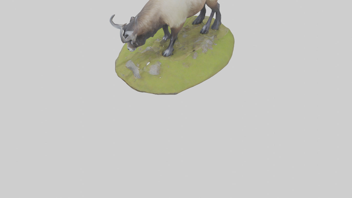 3D model Himalayan Tahr grazing model VR / AR / low-poly
