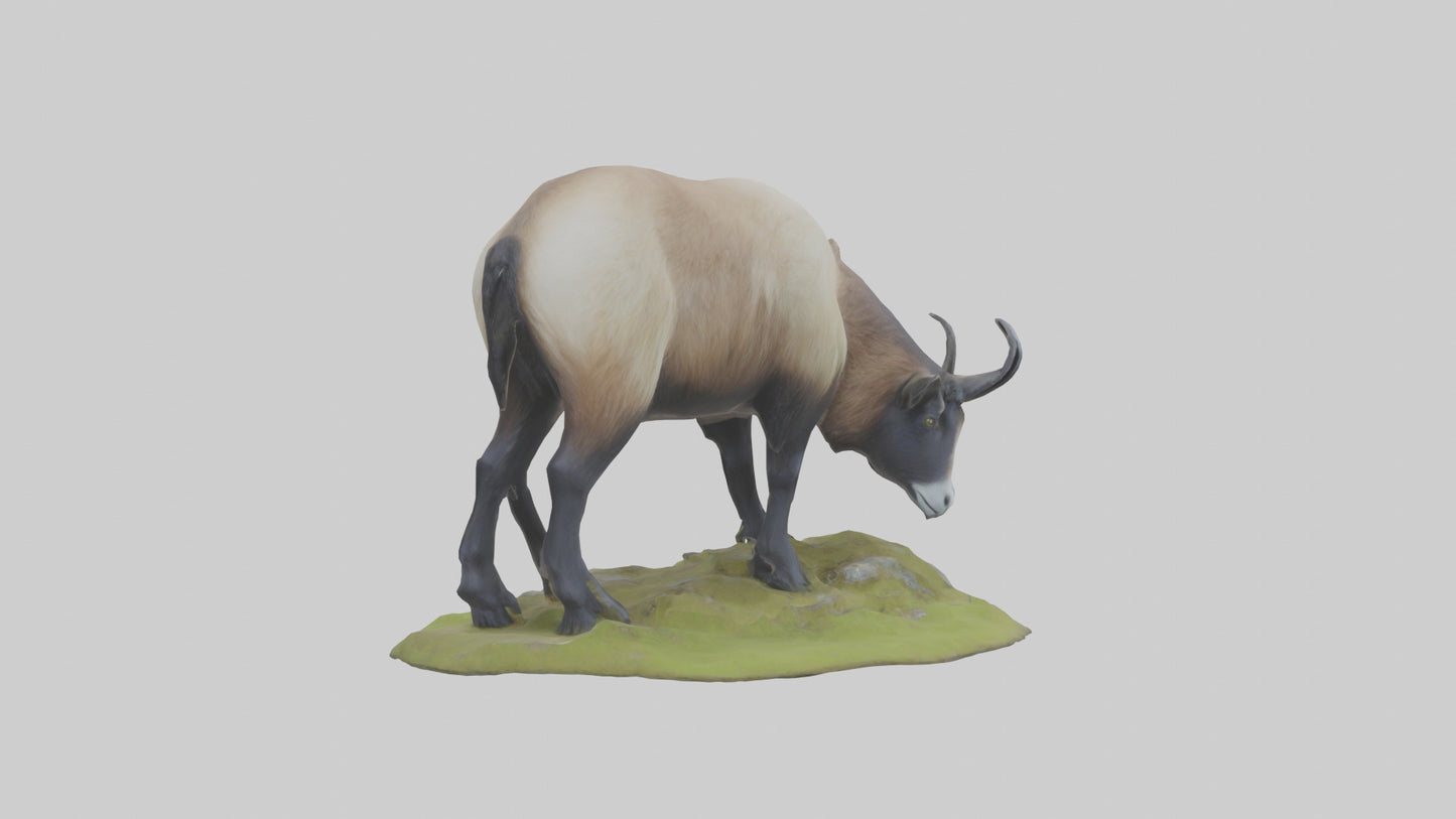 3D model Himalayan Tahr grazing model VR / AR / low-poly