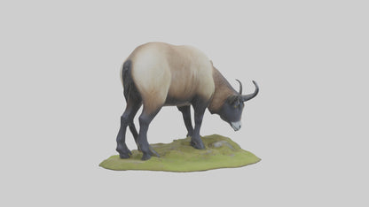 3D model Himalayan Tahr grazing model VR / AR / low-poly