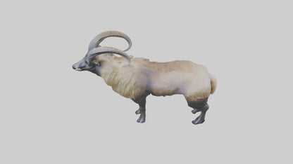 Himalayan Tahr standing model VR / AR / low-poly