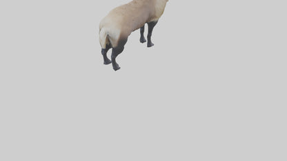 Himalayan Tahr standing model VR / AR / low-poly