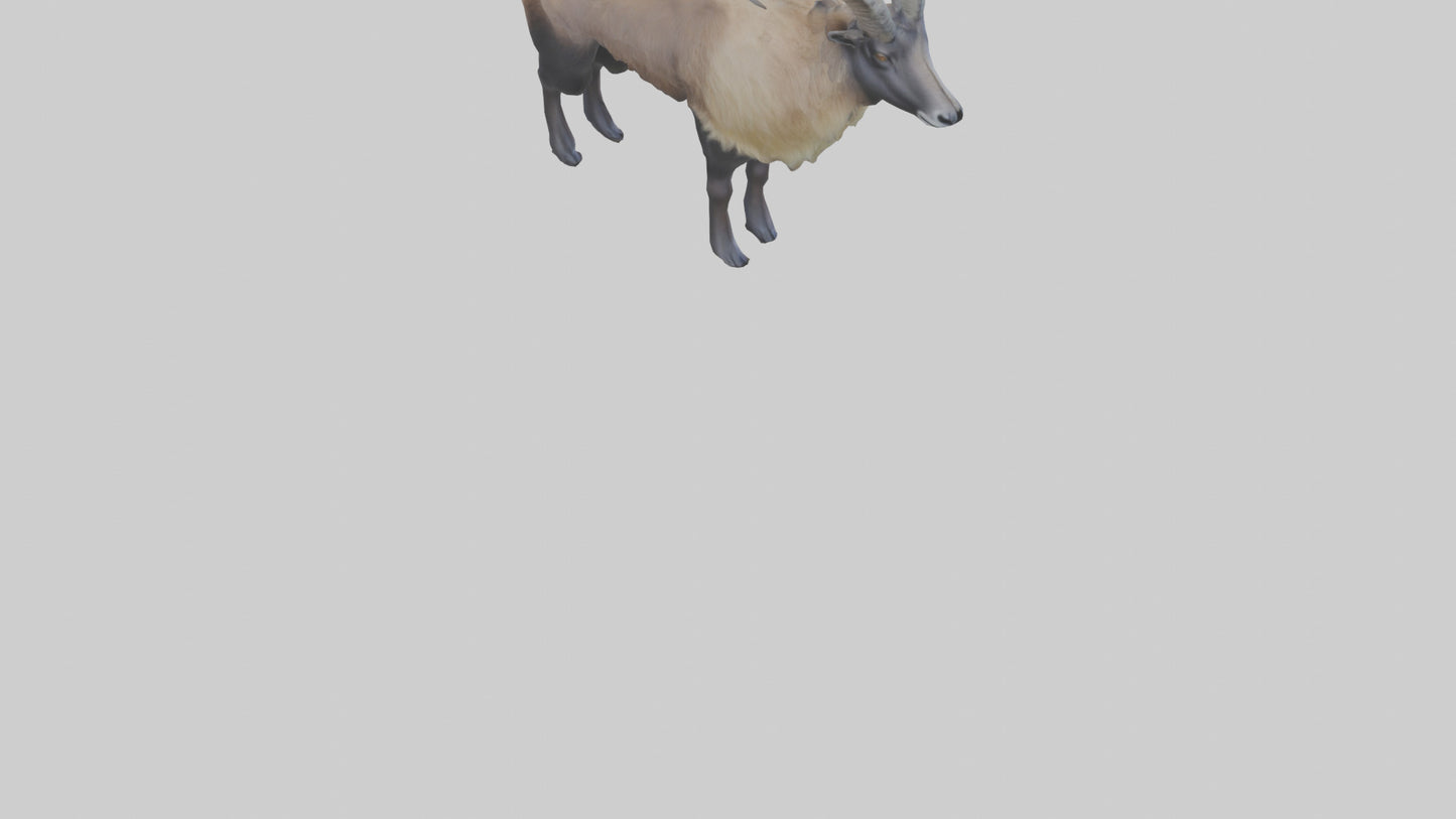 Himalayan Tahr standing model VR / AR / low-poly