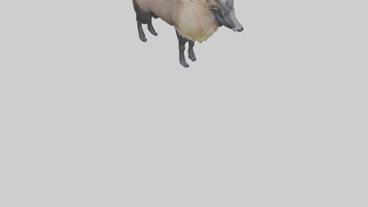 Himalayan Tahr standing model VR / AR / low-poly