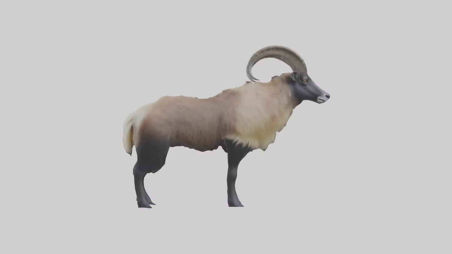 Himalayan Tahr standing model VR / AR / low-poly