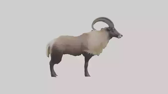 Himalayan Tahr standing model VR / AR / low-poly