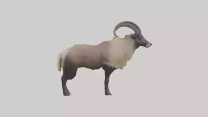 Himalayan Tahr standing model VR / AR / low-poly