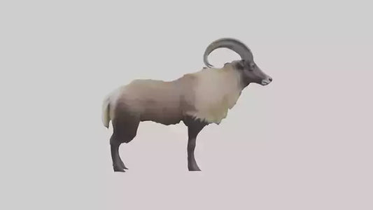 Himalayan Tahr standing model VR / AR / low-poly