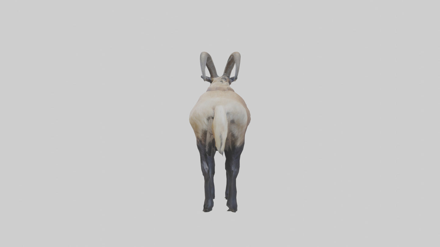 Himalayan Tahr standing model VR / AR / low-poly