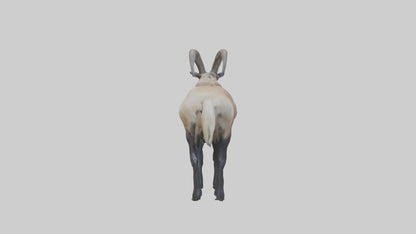 Himalayan Tahr standing model VR / AR / low-poly
