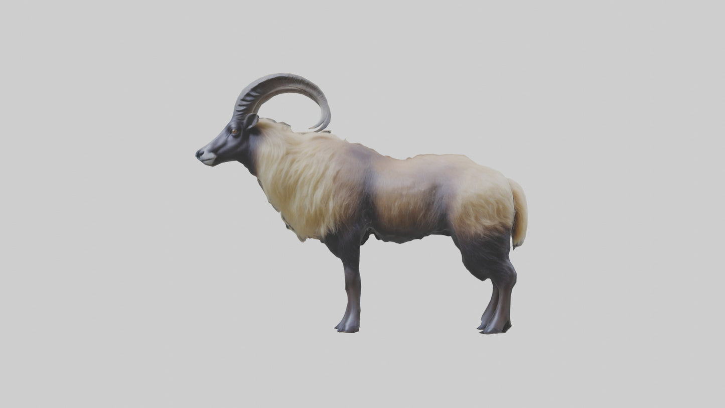 Himalayan Tahr standing model VR / AR / low-poly