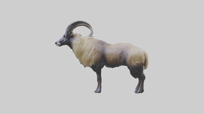 Himalayan Tahr standing model VR / AR / low-poly