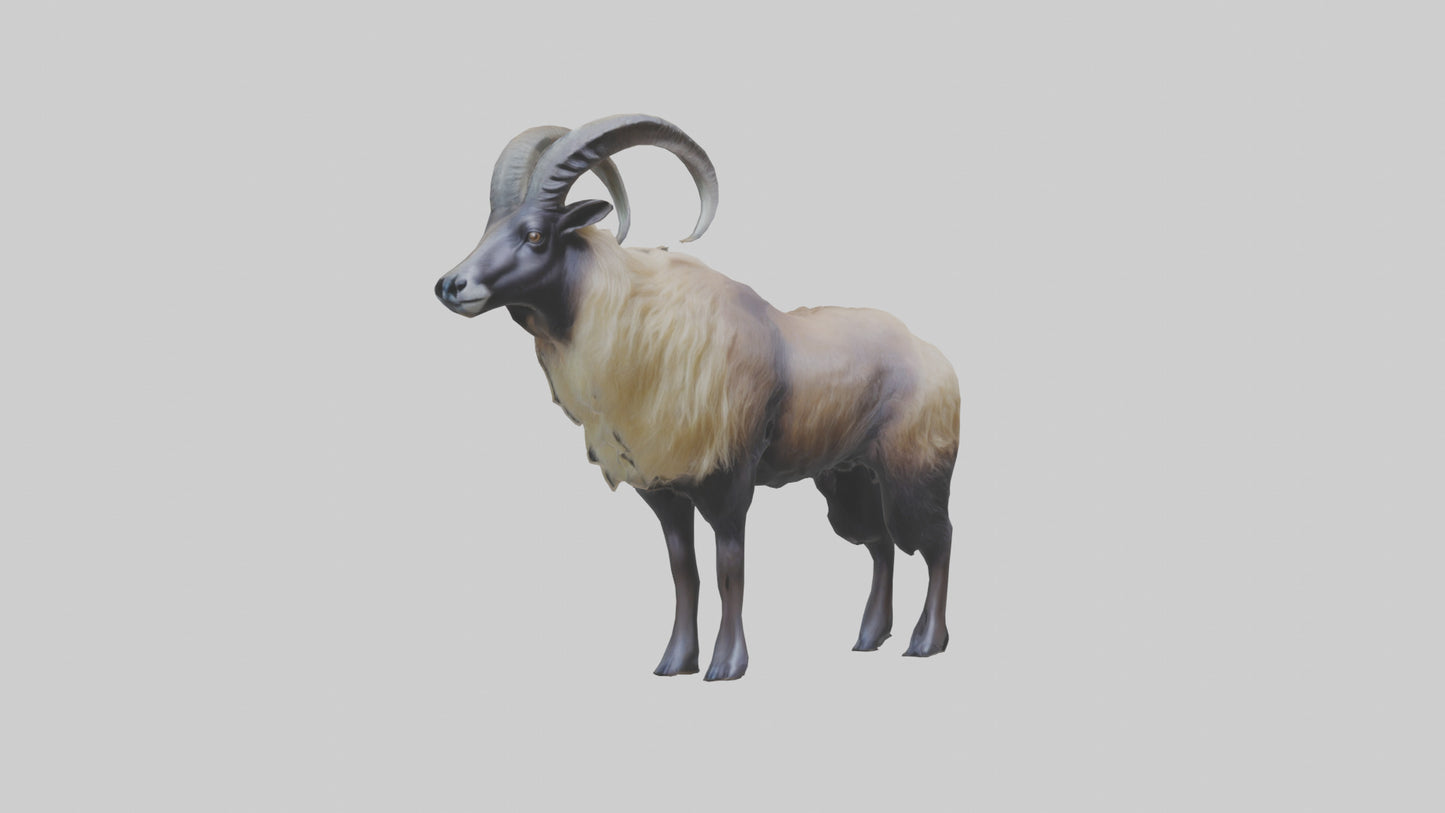 Himalayan Tahr standing model VR / AR / low-poly