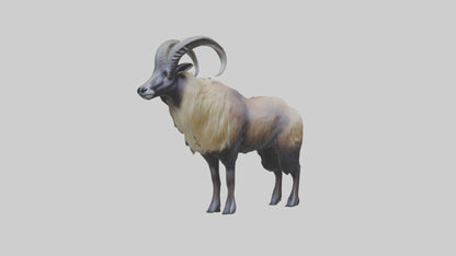 Himalayan Tahr standing model VR / AR / low-poly