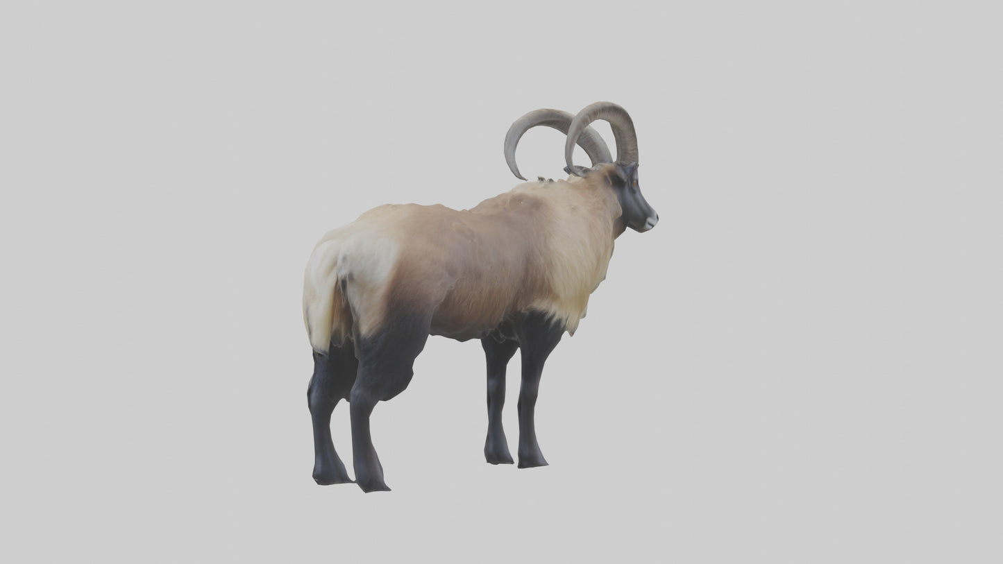 Himalayan Tahr standing model VR / AR / low-poly