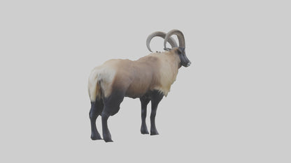 Himalayan Tahr standing model VR / AR / low-poly
