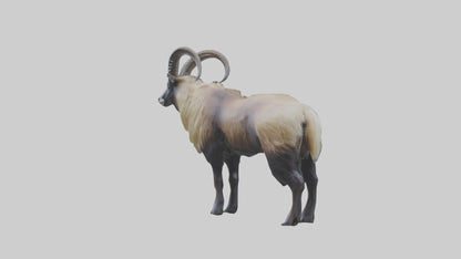 Himalayan Tahr standing model VR / AR / low-poly