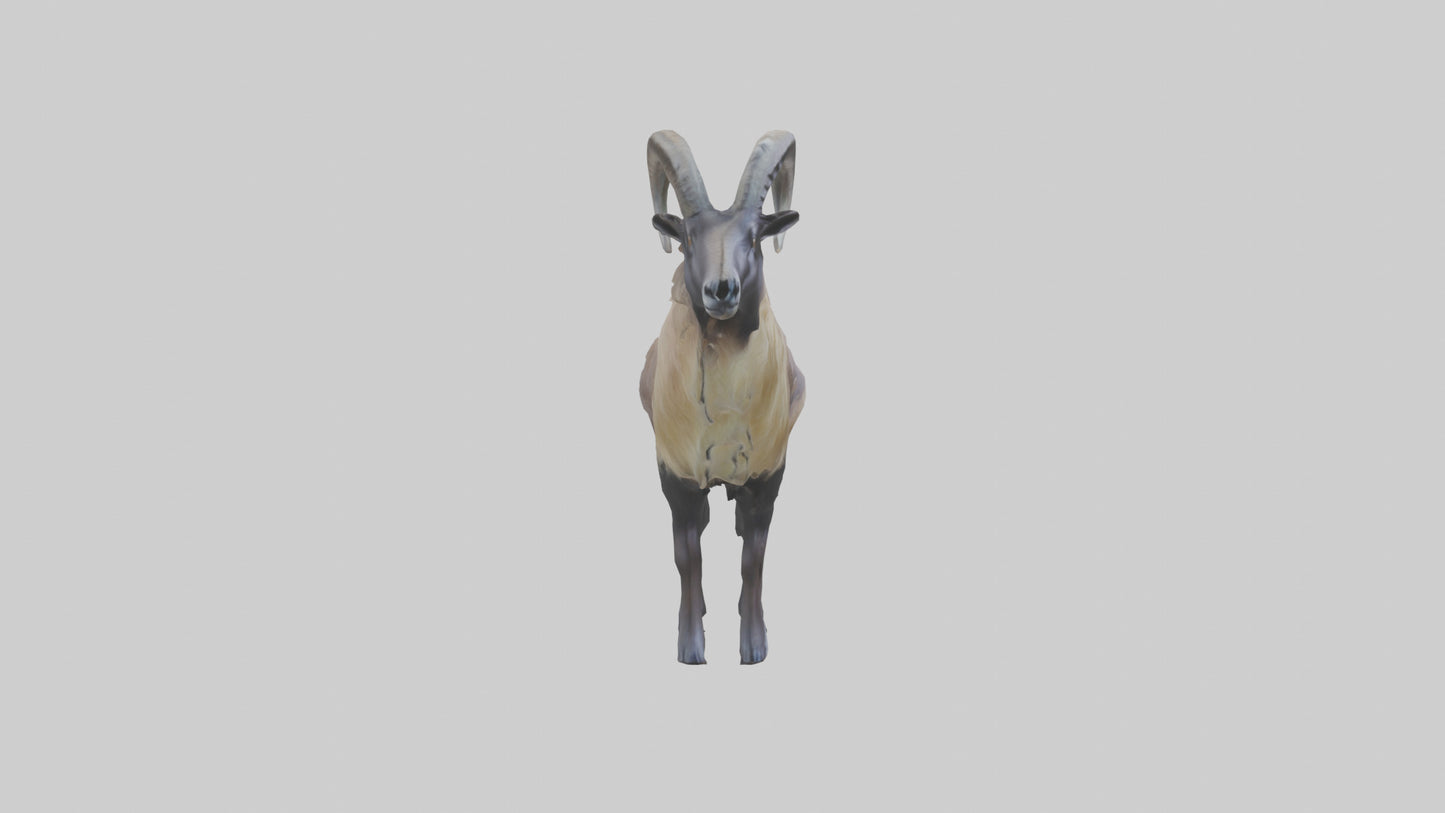 Himalayan Tahr standing model VR / AR / low-poly