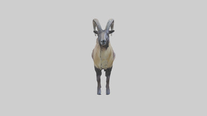 Himalayan Tahr standing model VR / AR / low-poly