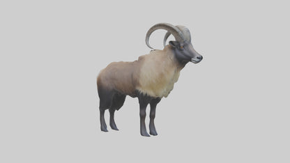 Himalayan Tahr standing model VR / AR / low-poly