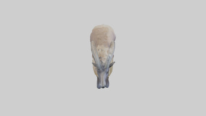 Himalayan Tahr standing model VR / AR / low-poly