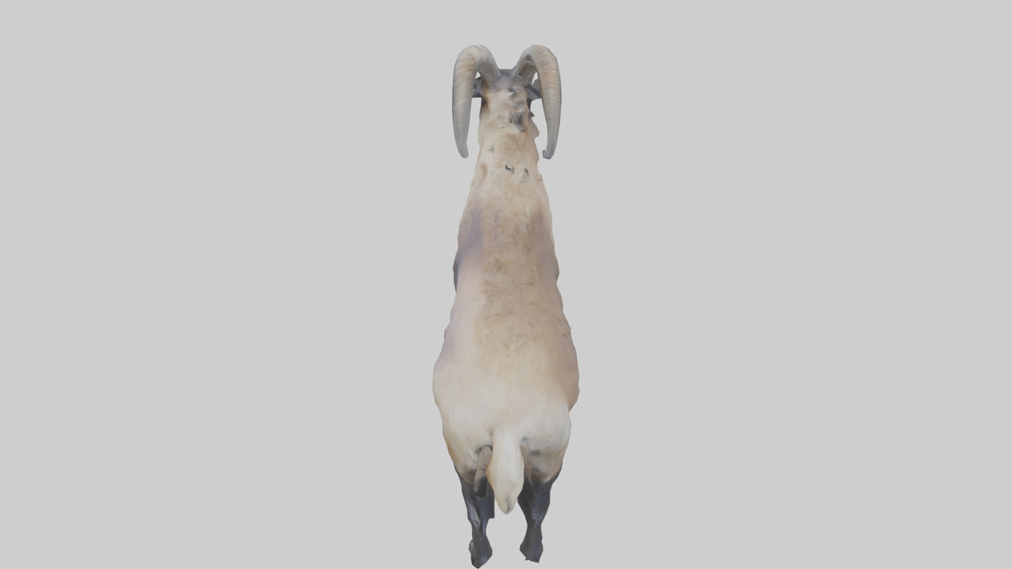 Himalayan Tahr standing model VR / AR / low-poly