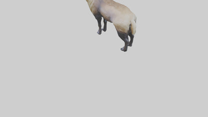 Himalayan Tahr standing model VR / AR / low-poly