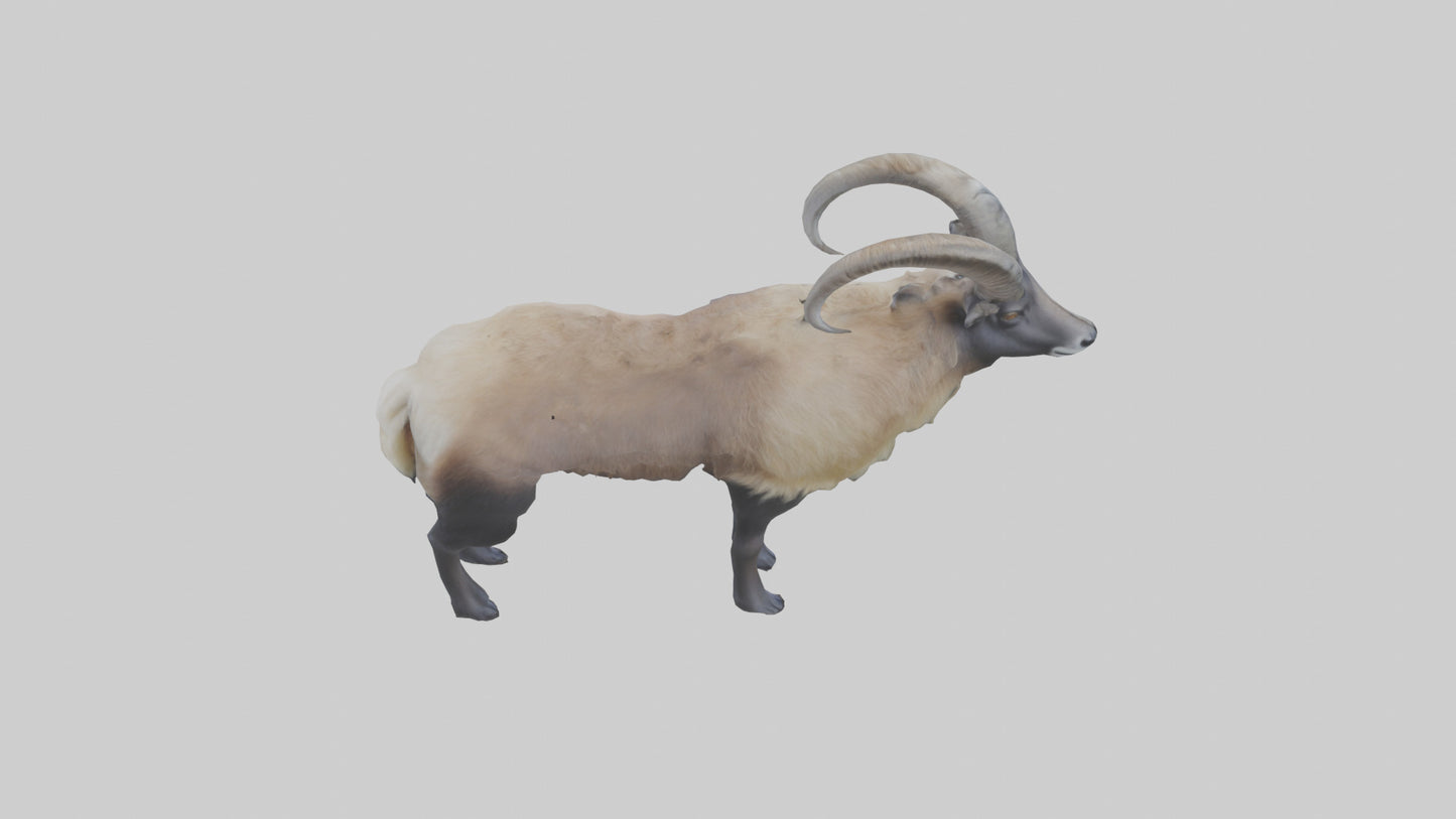 Himalayan Tahr standing model VR / AR / low-poly