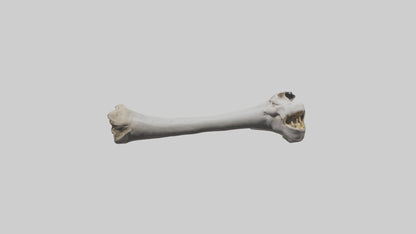 3D model Hippo Femur VR / AR / low-poly