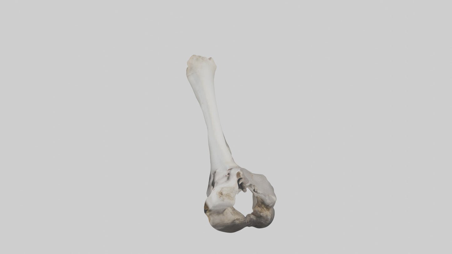 3D model Hippo Femur VR / AR / low-poly