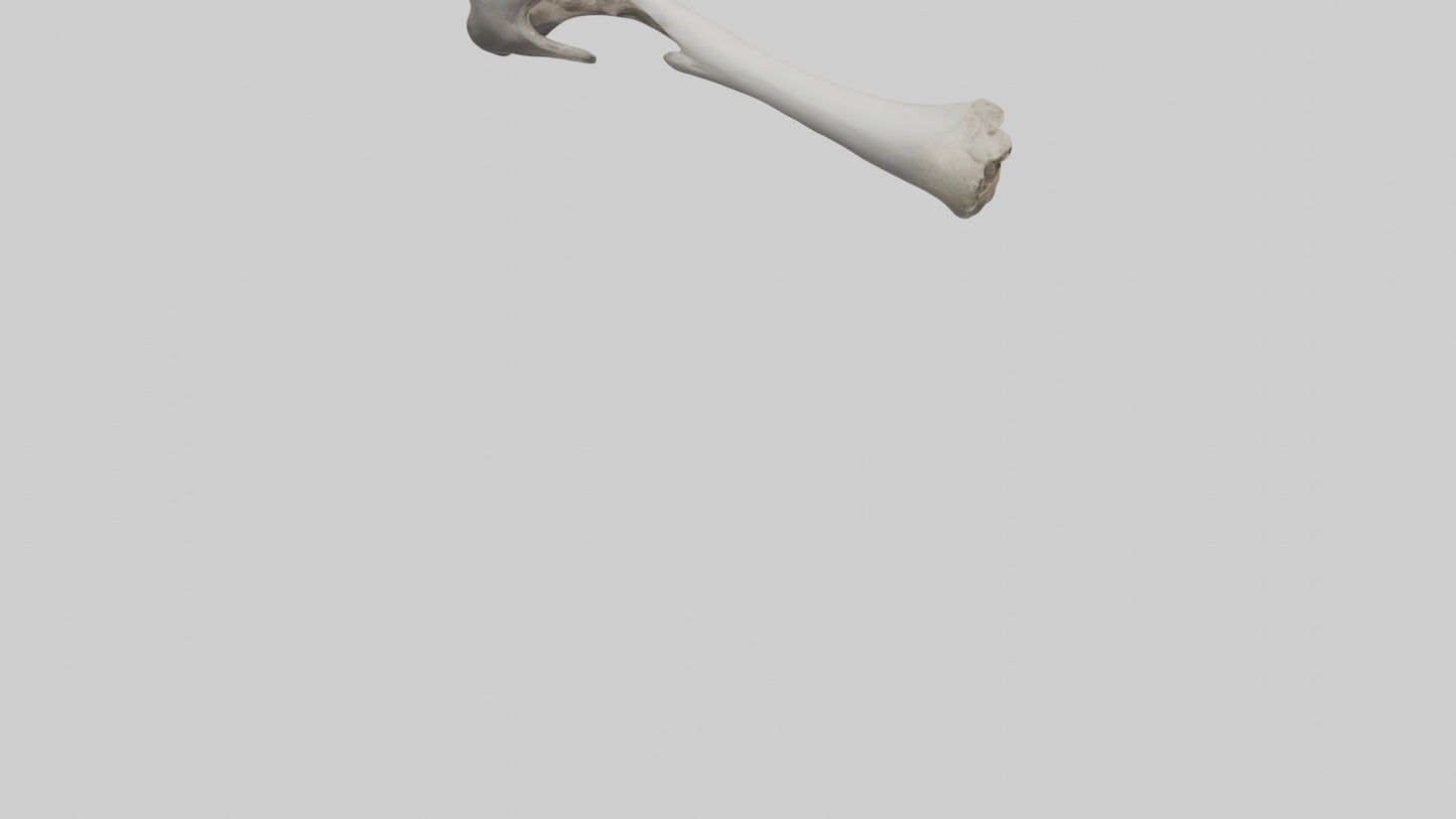 3D model Hippo Femur VR / AR / low-poly
