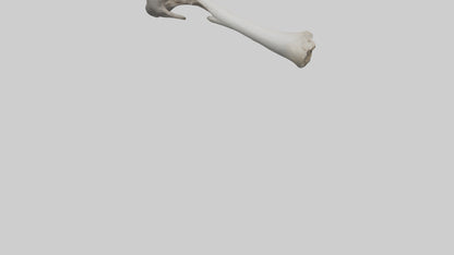 3D model Hippo Femur VR / AR / low-poly