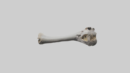 3D model Hippo Femur VR / AR / low-poly
