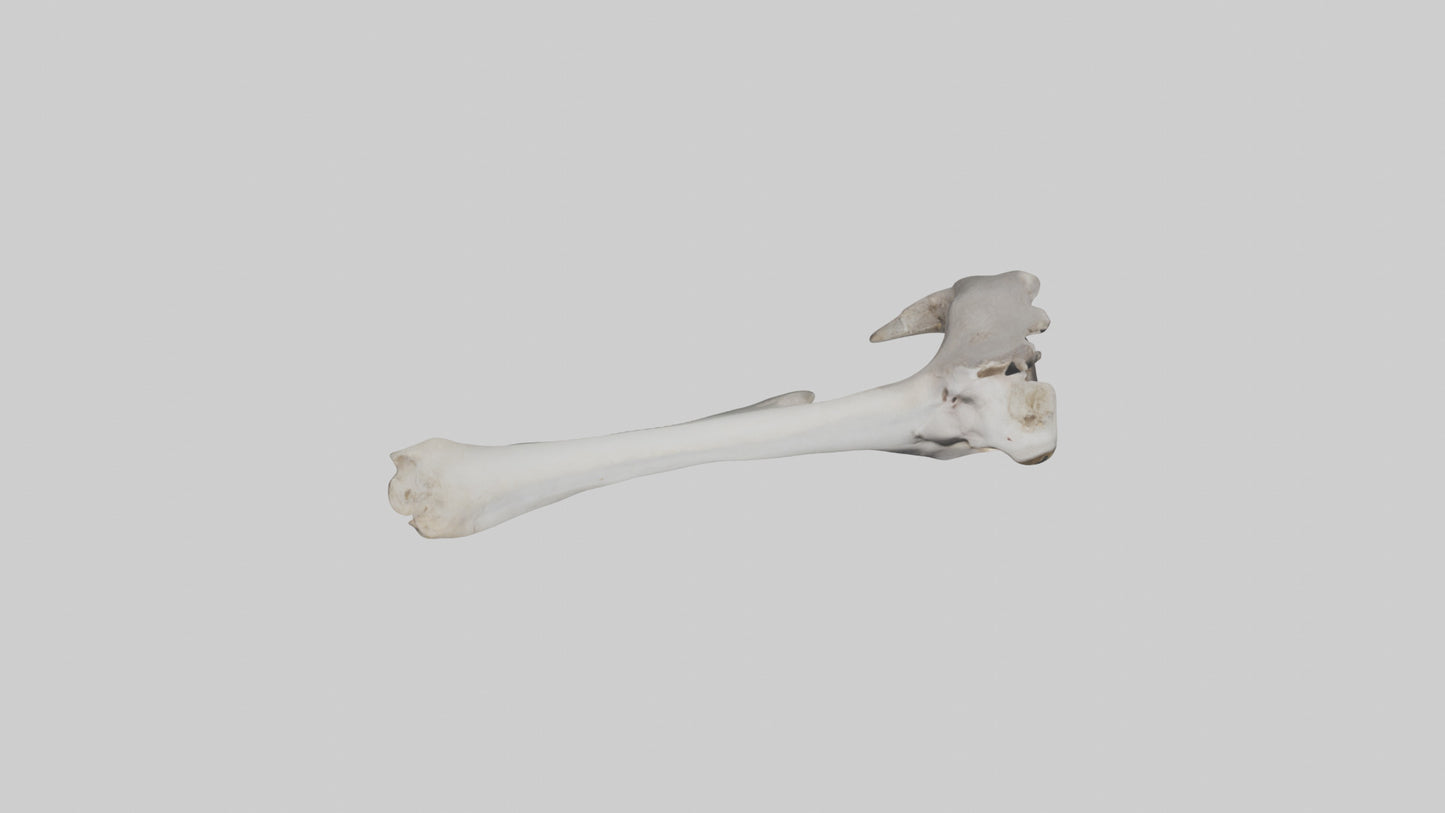 3D model Hippo Femur VR / AR / low-poly