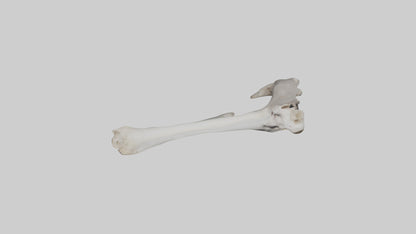3D model Hippo Femur VR / AR / low-poly