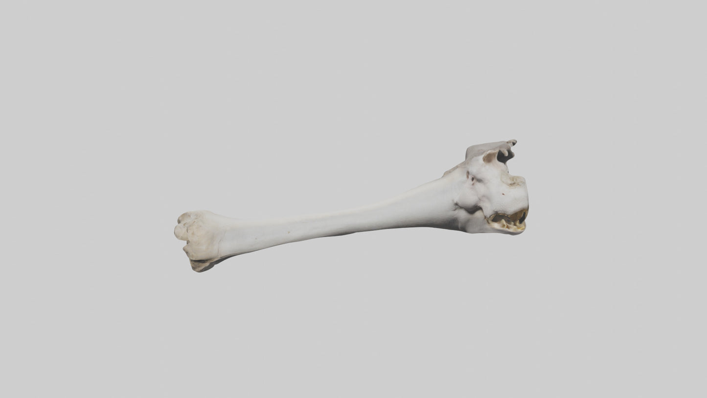3D model Hippo Femur VR / AR / low-poly