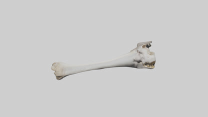 3D model Hippo Femur VR / AR / low-poly
