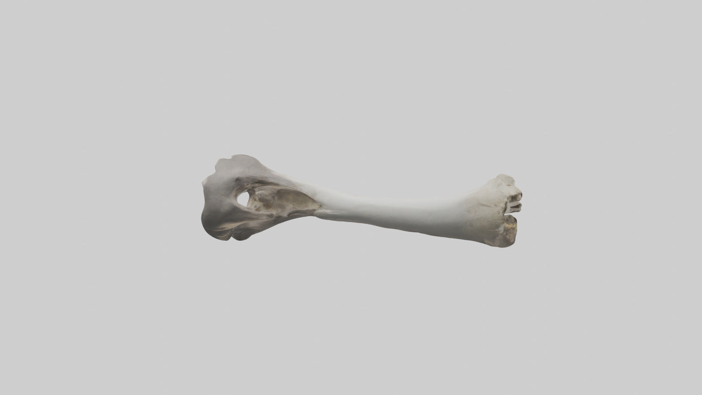 3D model Hippo Femur VR / AR / low-poly