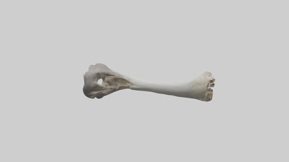 3D model Hippo Femur VR / AR / low-poly