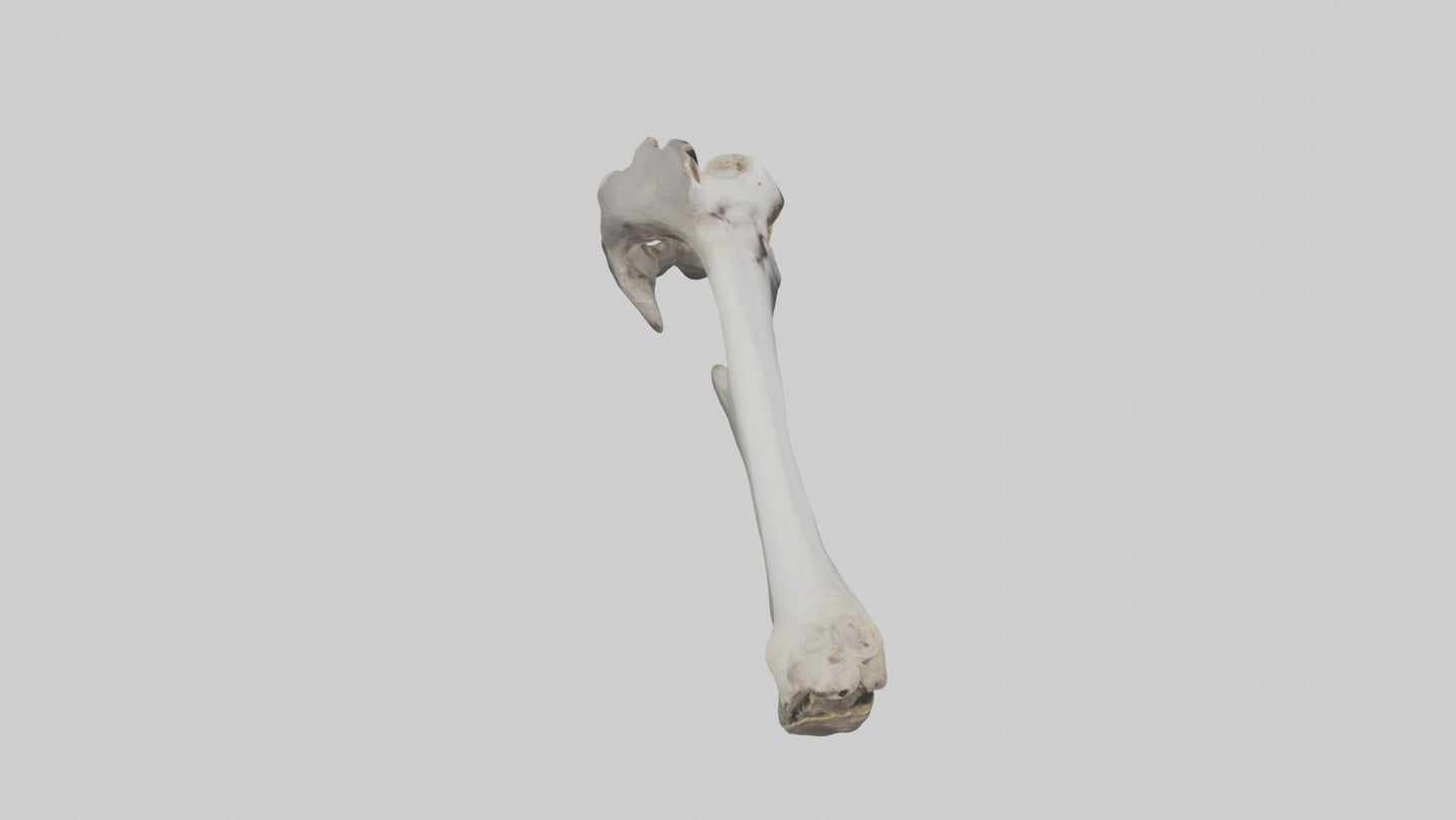 3D model Hippo Femur VR / AR / low-poly
