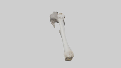 3D model Hippo Femur VR / AR / low-poly