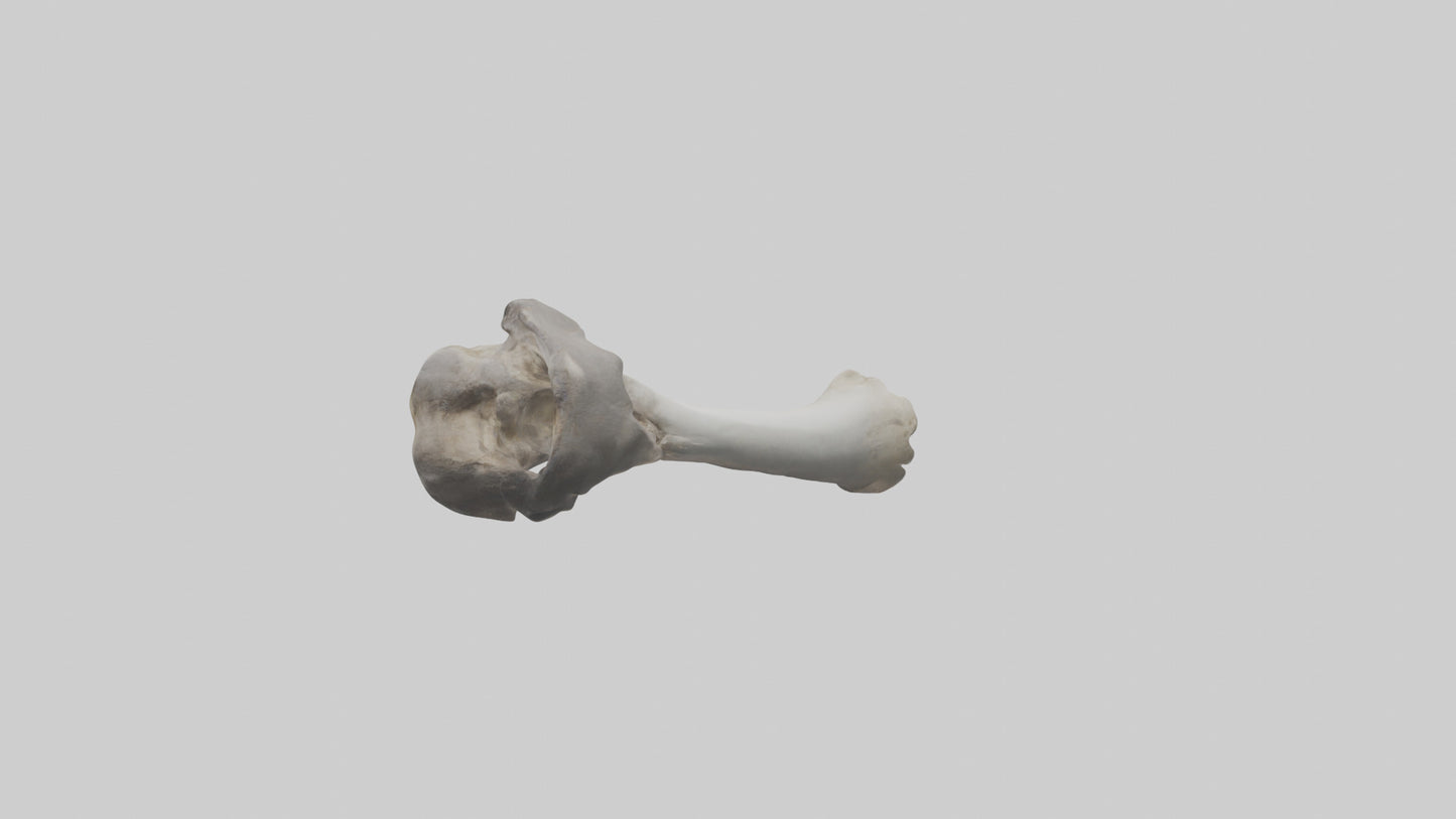 3D model Hippo Femur VR / AR / low-poly