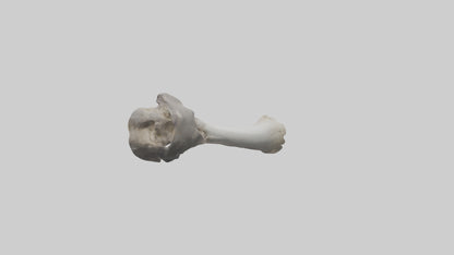 3D model Hippo Femur VR / AR / low-poly