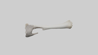 3D model Hippo Femur VR / AR / low-poly