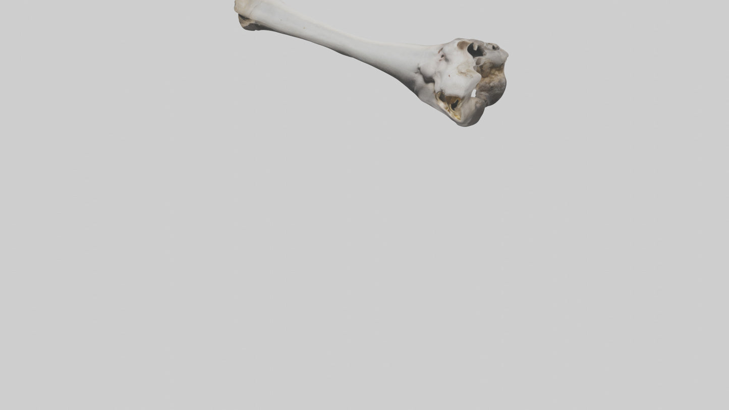 3D model Hippo Femur VR / AR / low-poly