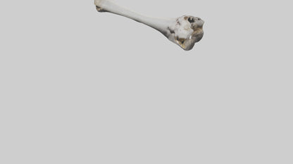 3D model Hippo Femur VR / AR / low-poly