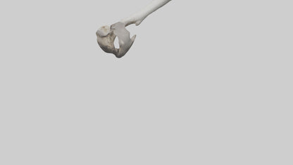 3D model Hippo Femur VR / AR / low-poly