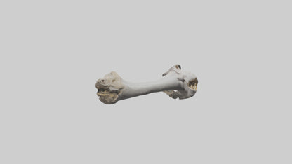 3D model Hippo Femur VR / AR / low-poly