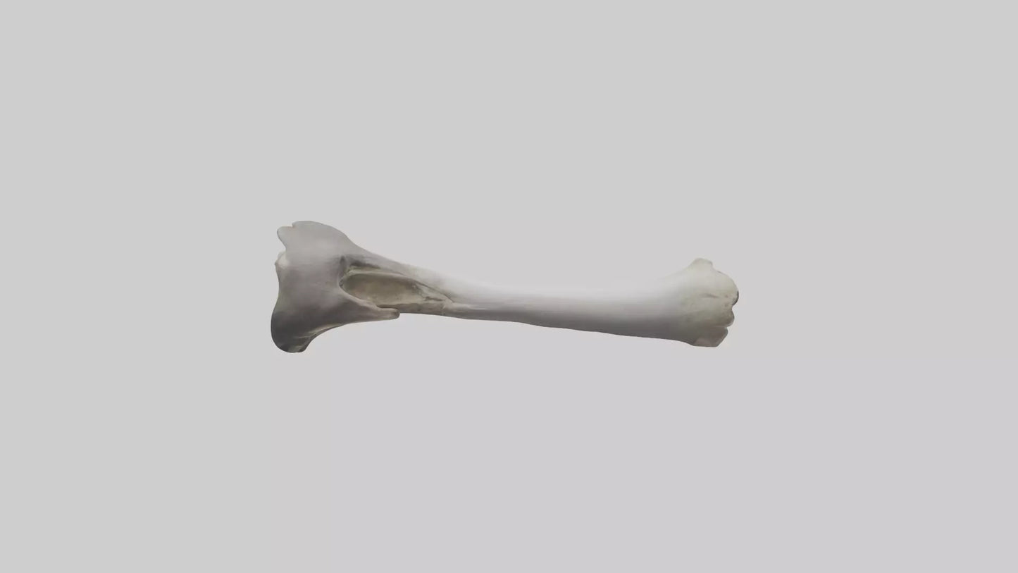3D model Hippo Femur VR / AR / low-poly