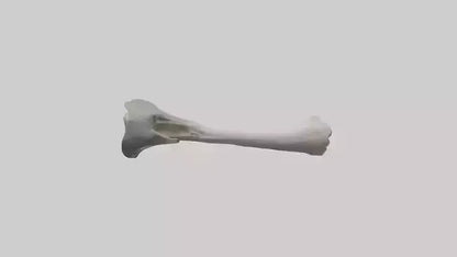 3D model Hippo Femur VR / AR / low-poly
