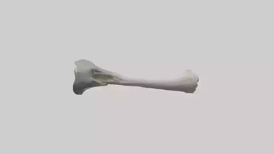 3D model Hippo Femur VR / AR / low-poly